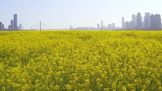 扬子洲油菜花9