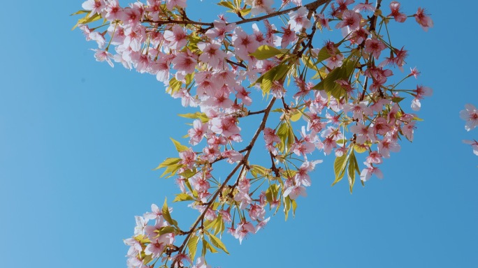 上海顾村公园樱花盛开