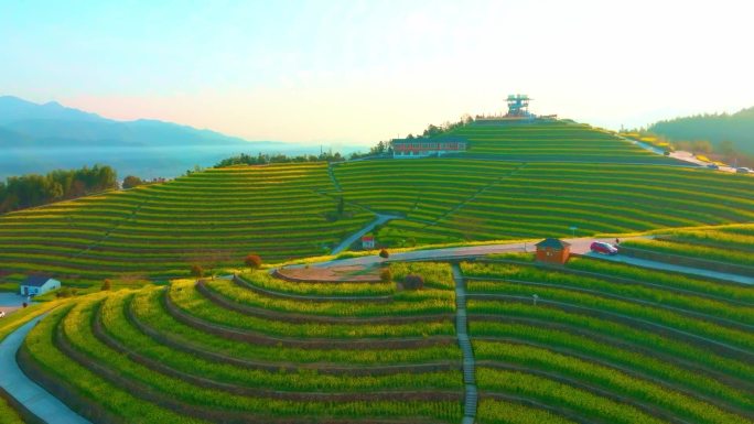 黑顶山油菜花航拍