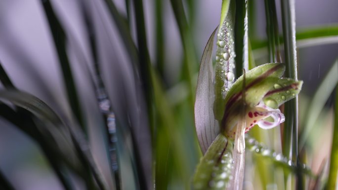 春天兰花露水水珠灯光光影花瓣花芯特写实拍