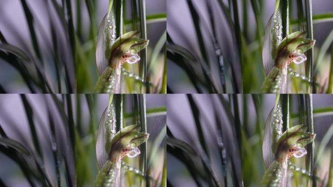 春天兰花露水水珠灯光光影花瓣花芯特写实拍