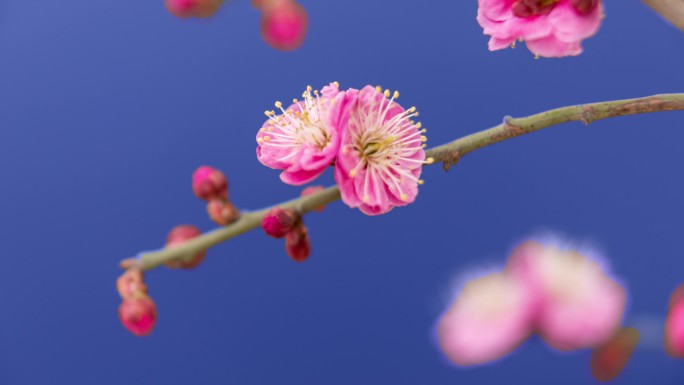 梅花开花延时春天开花延时