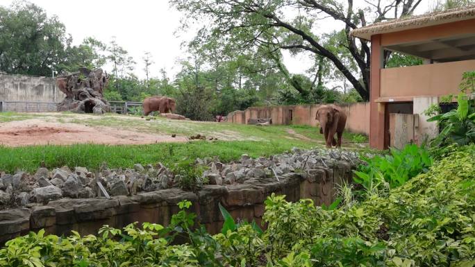广州动物园两只大象亚洲象悠闲散步