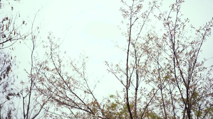 雨 挑花 花树