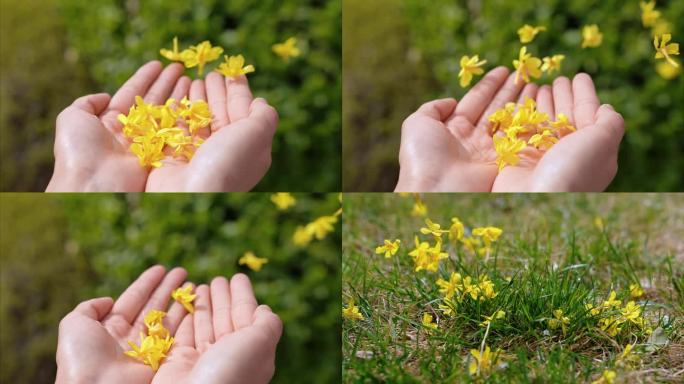 手捧花瓣花瓣吹落