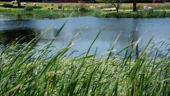 池塘水草芦苇池塘风景
