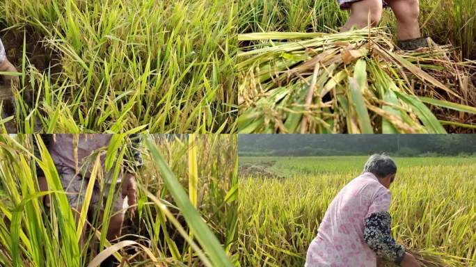 稻谷 大米 丰收 农民 农业 手工收割