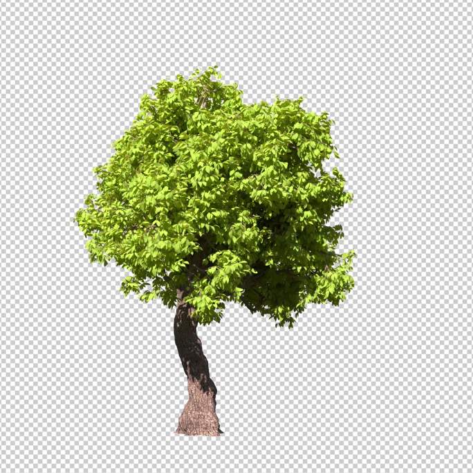 树2