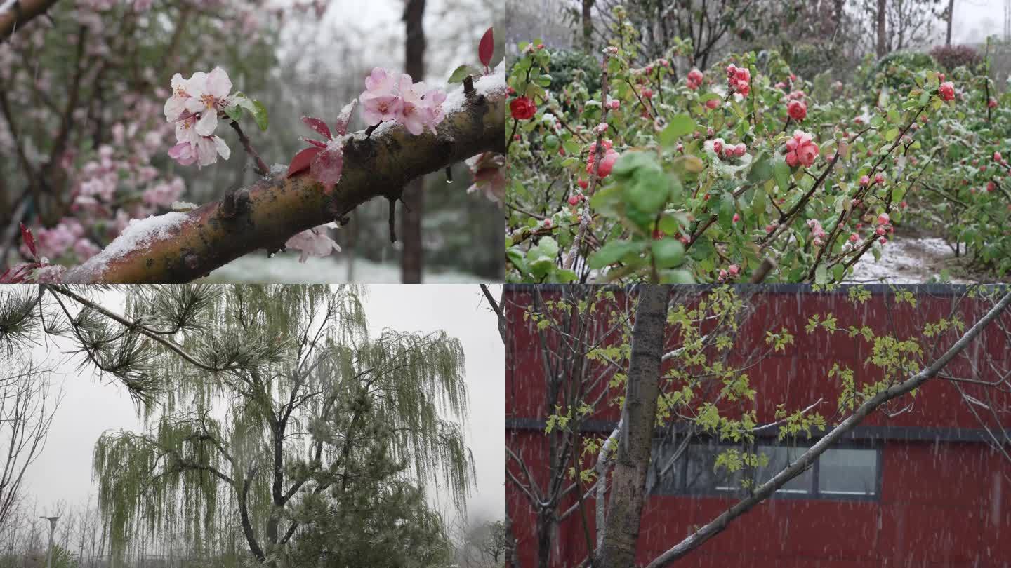 春天桃花雪