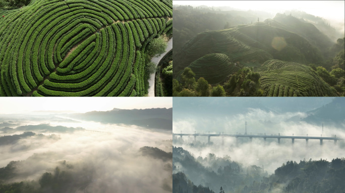 唯美茶园风光川茶基地名山茶园视频素材