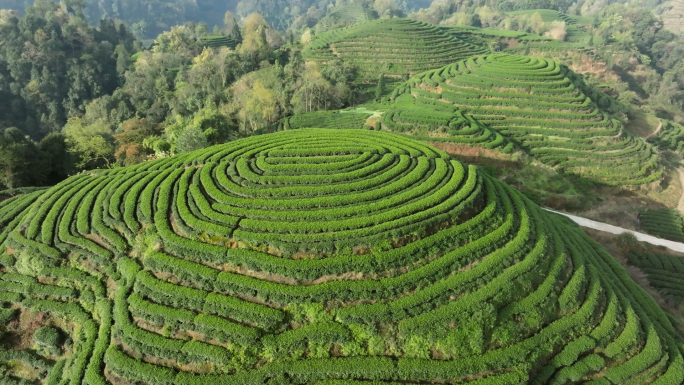 唯美茶园风光川茶基地名山茶园视频素材