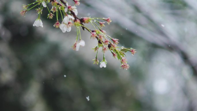 植物枝头雪倒春寒雪中的桃花雪中的梨花