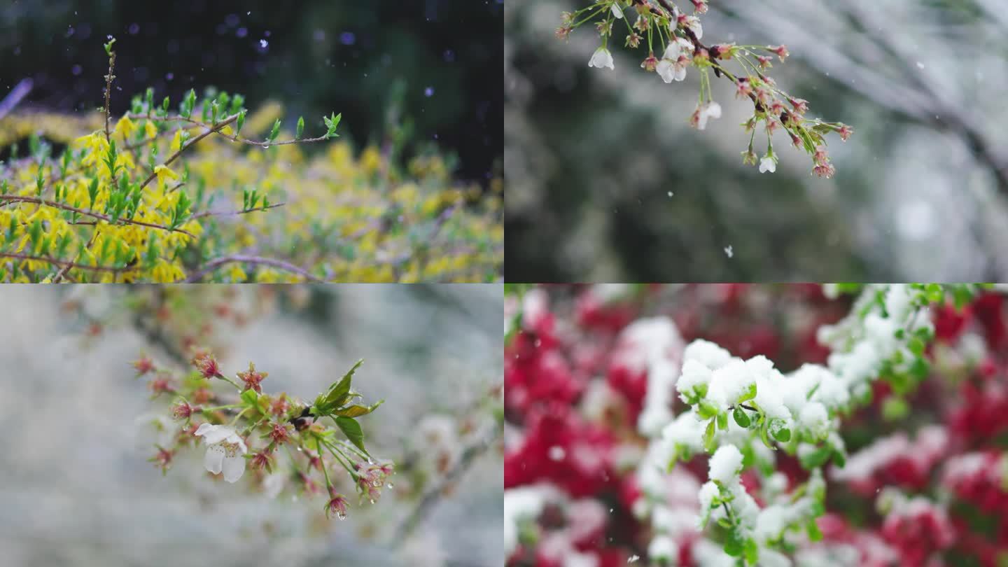 植物枝头雪倒春寒雪中的桃花雪中的梨花