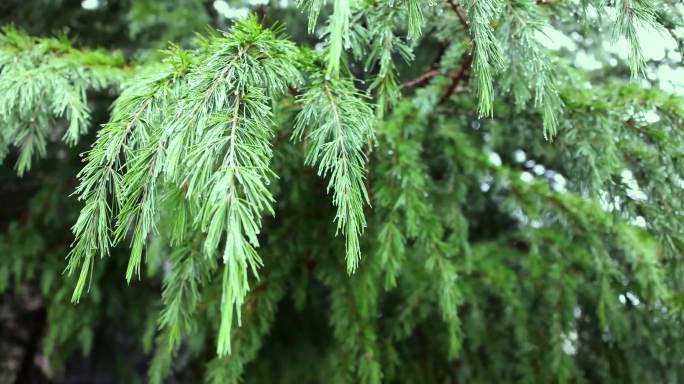 下雨后的松树和松针
