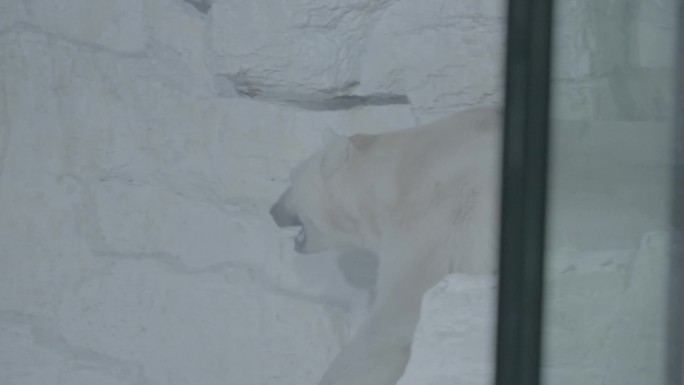 【4K60帧 SLOG3原片】北极熊