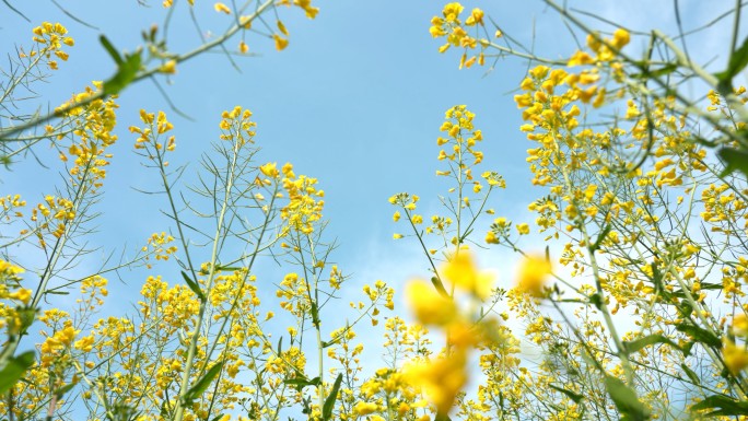 油菜花空镜