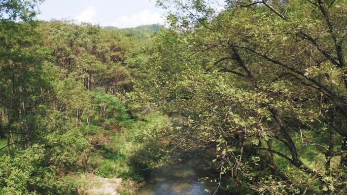 森林 大自然 枣树 溪流 纯天然 航拍