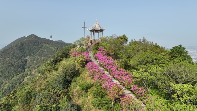 梧桐山杜鹃花