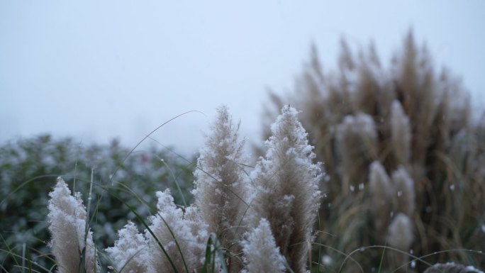 植物上的雪花