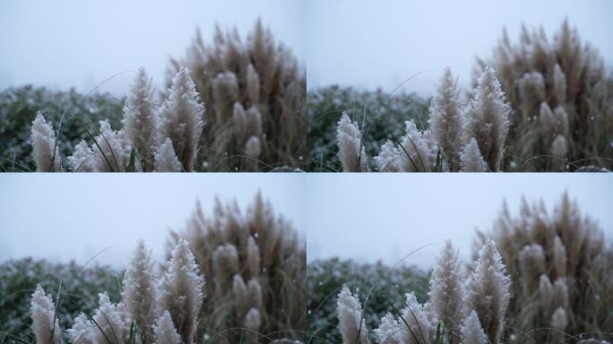 植物上的雪花