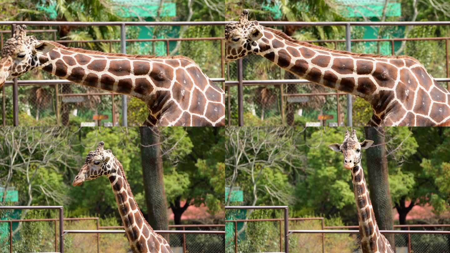 南京红山动物园里一只长颈鹿4K