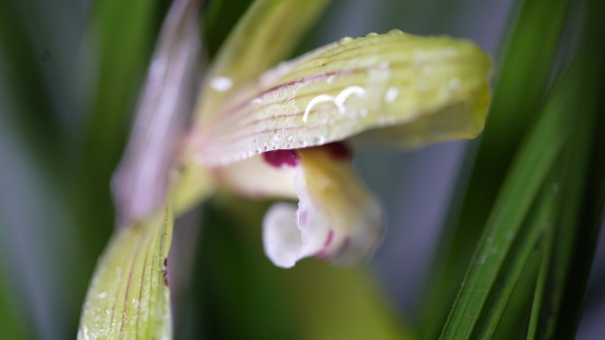 江南春天兰花花芯露水水珠灯光特写光影实拍