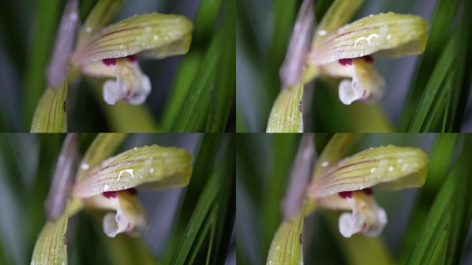 江南春天兰花花芯露水水珠灯光特写光影实拍