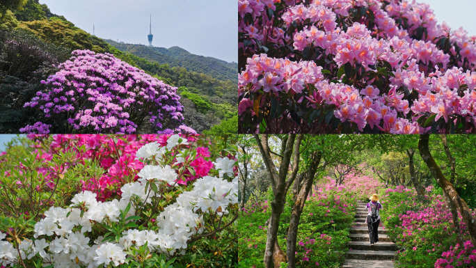 【4K合集】深圳梧桐山毛棉杜鹃花盛开