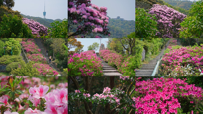 【4K合集】深圳梧桐山毛棉杜鹃花盛开