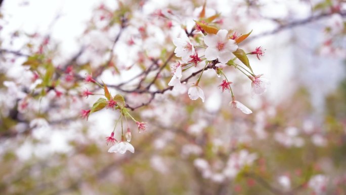 桃花 春雨 唯美  古风 桃枝 视频素材