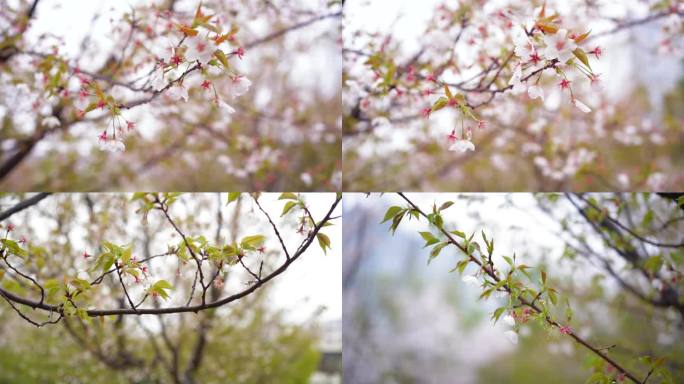 桃花 春雨 唯美  古风 桃枝 视频素材