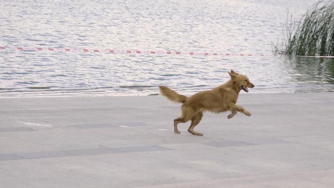 4K狗开心奔跑