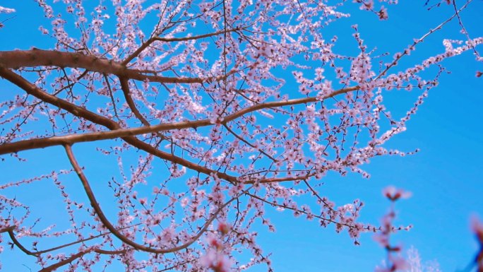 实拍三月桃花树林1