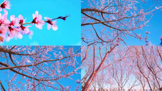 实拍三月桃花树林1