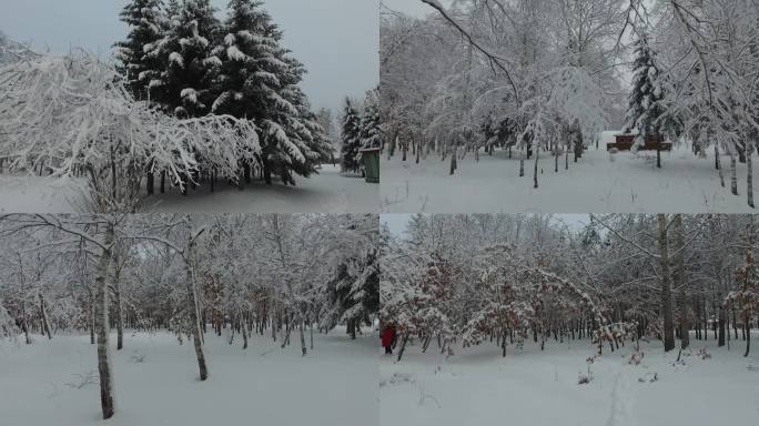 H一组大兴安岭塔河地区冬季枝头挂雪