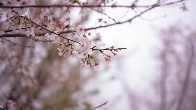 春雨 唯美  古风 桃枝 视频素材