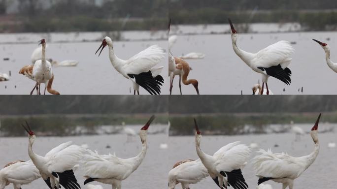 国家一级保护动物白鹤