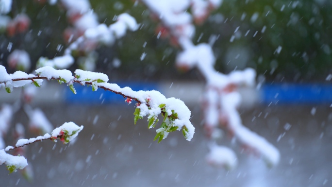 雪中桃花桃树下大雪暴雪唯美雪中植物桃花雪