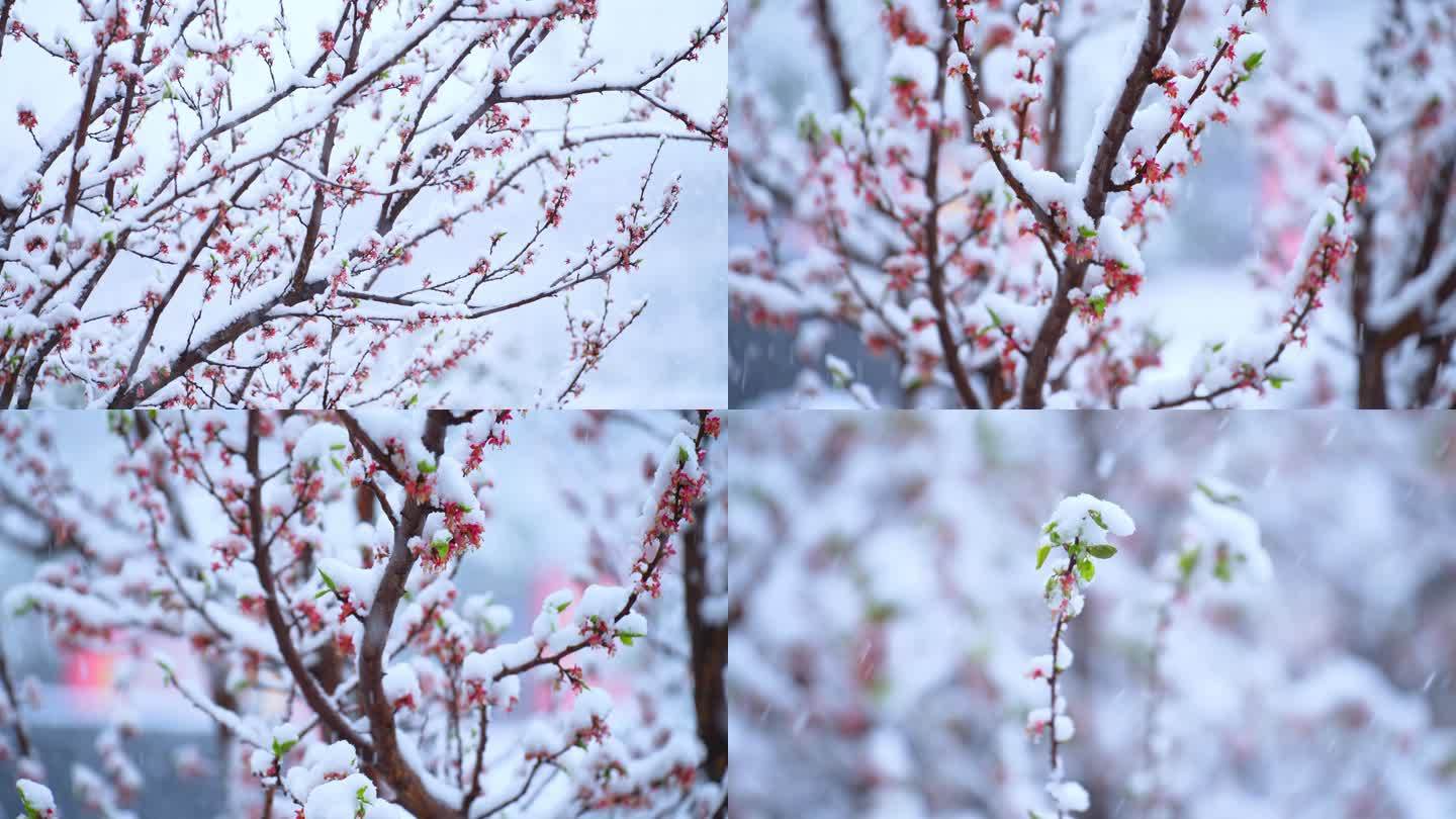 雪中桃花桃树下大雪暴雪唯美雪中植物桃花雪