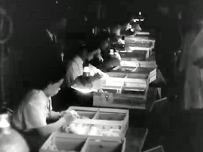 1949年战后日本 小鸡识别比赛