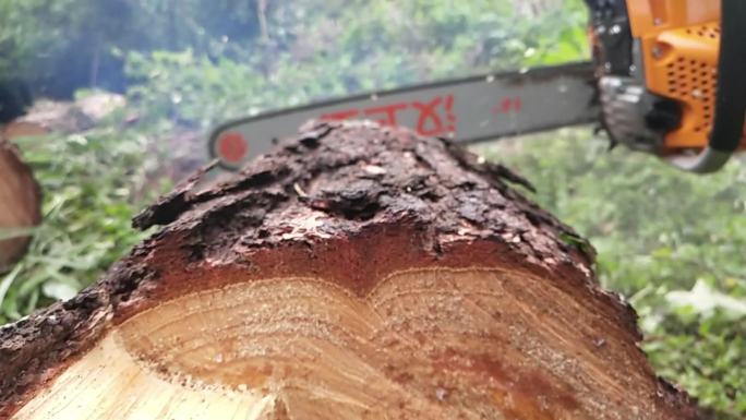 油锯树木锯木头木材伐木作业乱砍乱伐切木头