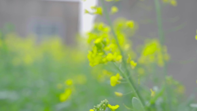 视频素材 视频实拍 田间风景 油菜花