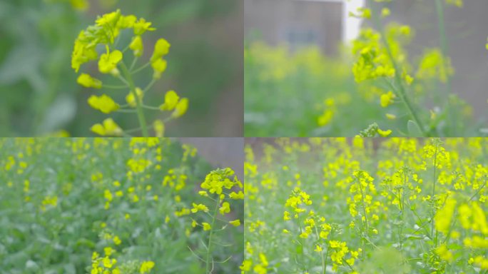 视频素材 视频实拍 田间风景 油菜花