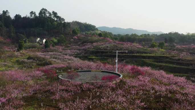 湖南常德桃花源景区万亩桃林航拍桃花4K