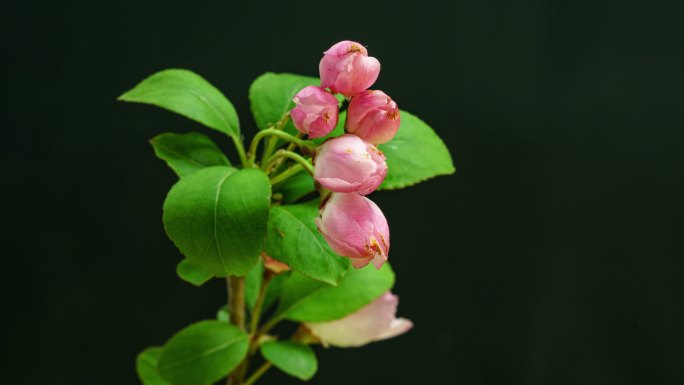 春天万物生长开花