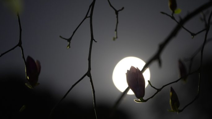 春天夜晚圆月亮紫玉兰花辛夷唯美安静宁静