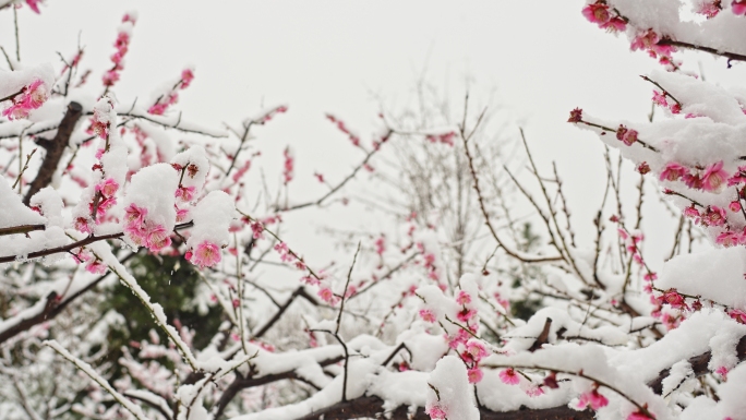 雪落桃花