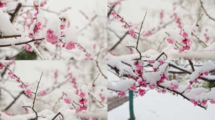 雪落桃花