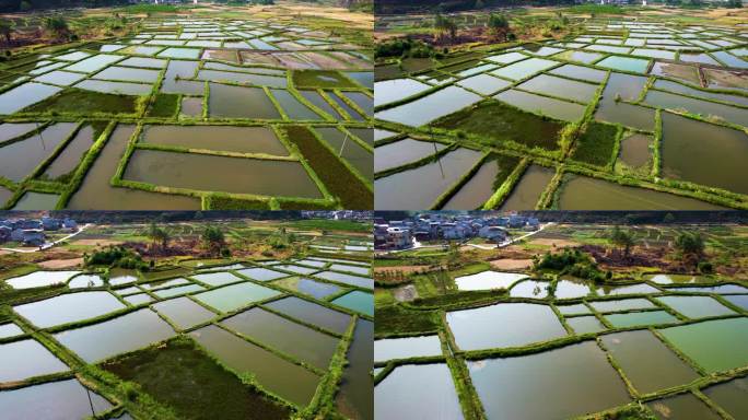 桂林山水会仙玻璃田喀斯特地貌农业风光航拍