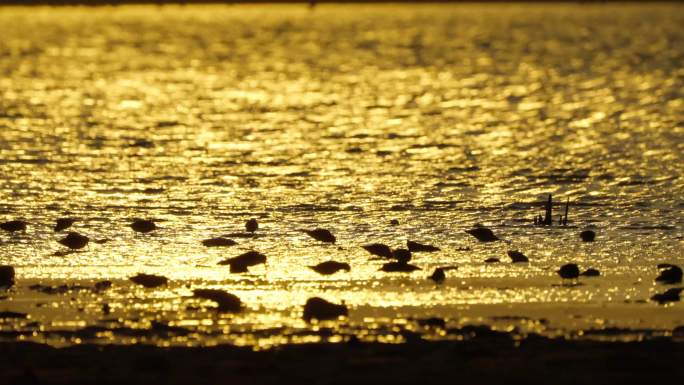 夕阳下的鄱阳湖